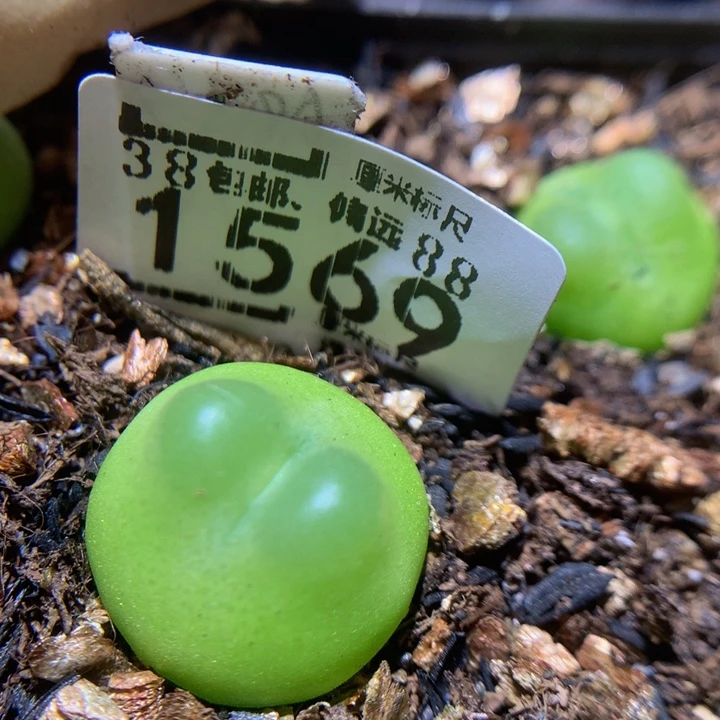 Sssss精品生花1569