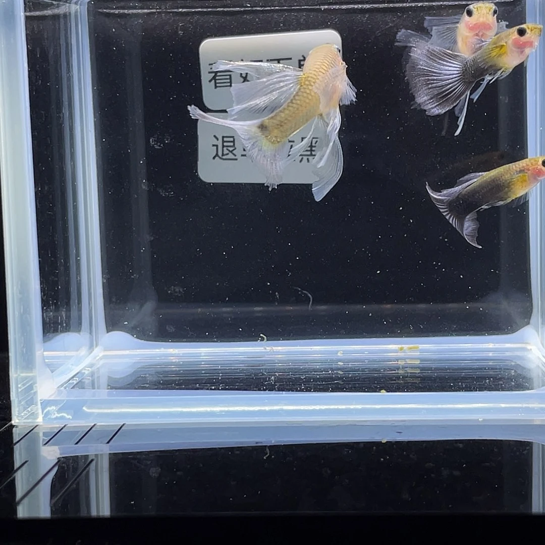 孔雀鱼黄化蓝礼服玻璃绒球