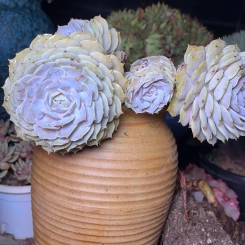 荟*多肉植物的植物