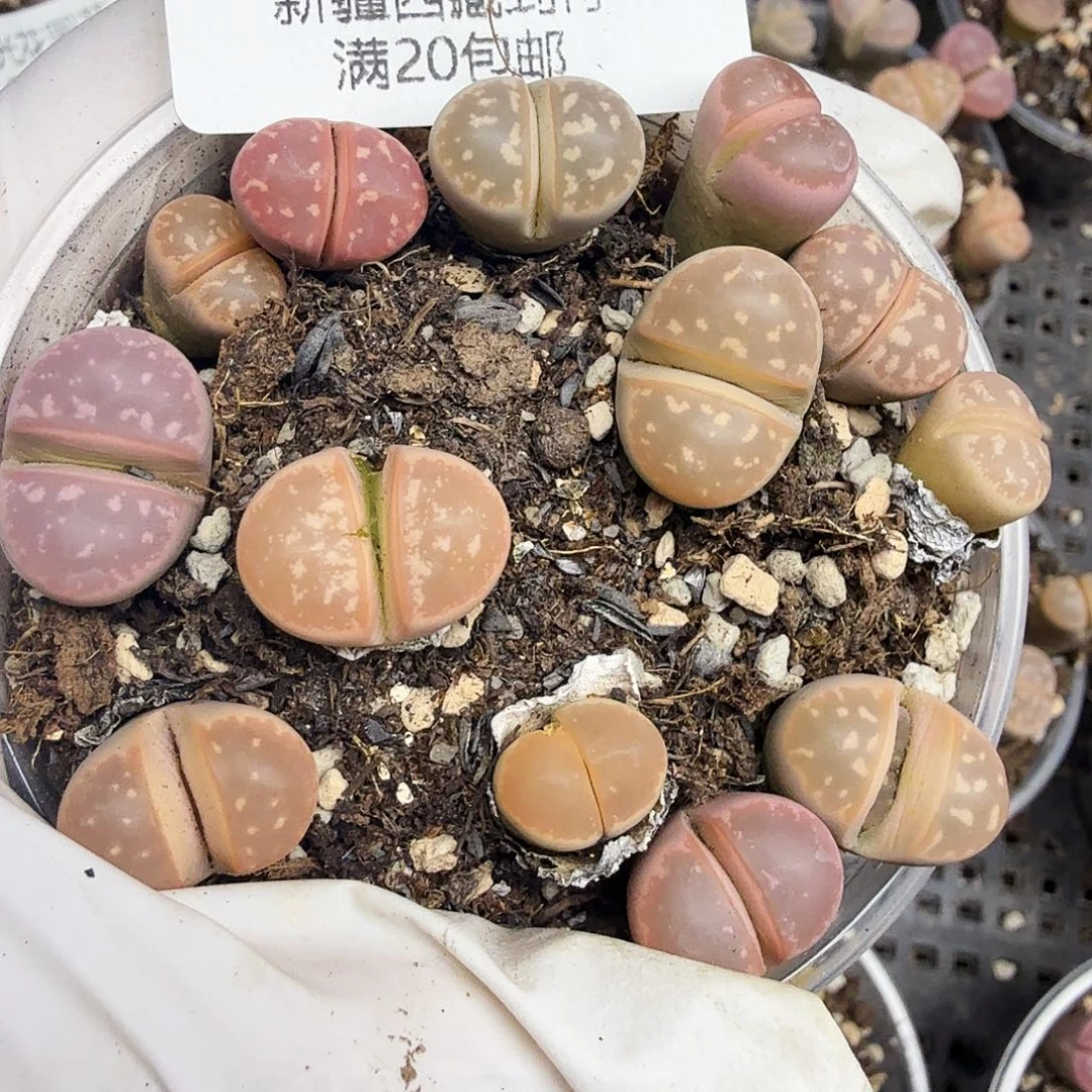 哈哈哈你真的会有这种感受么这280