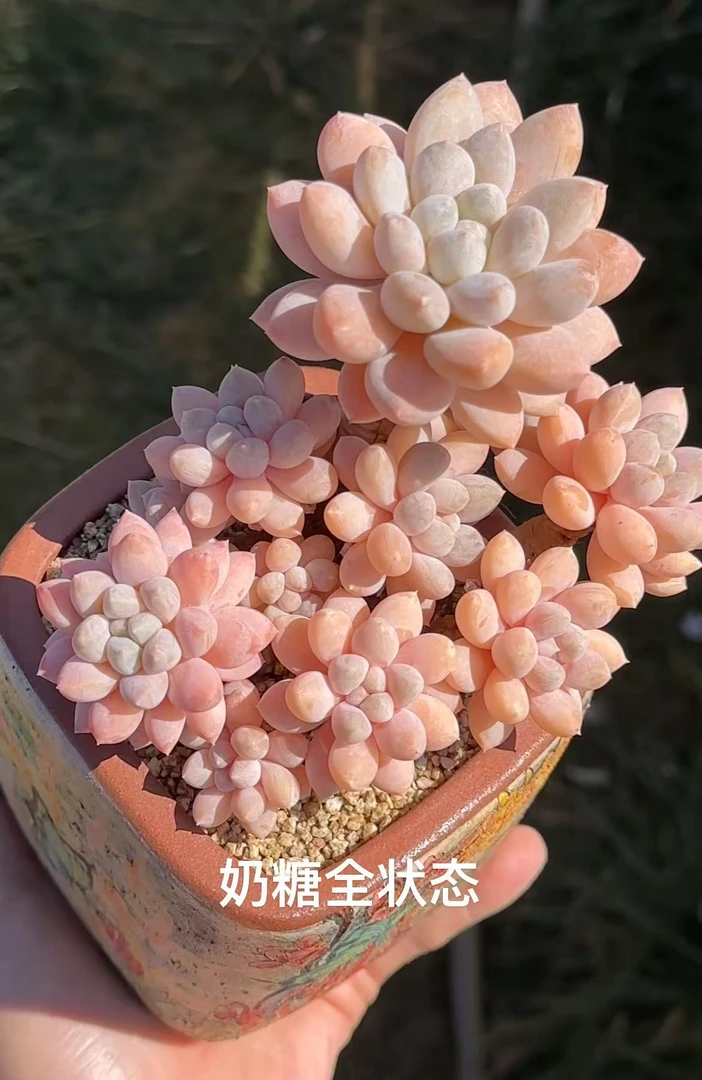 【奶糖】多肉植物盆栽适合阳台庭院种植好养易活多肉盆栽