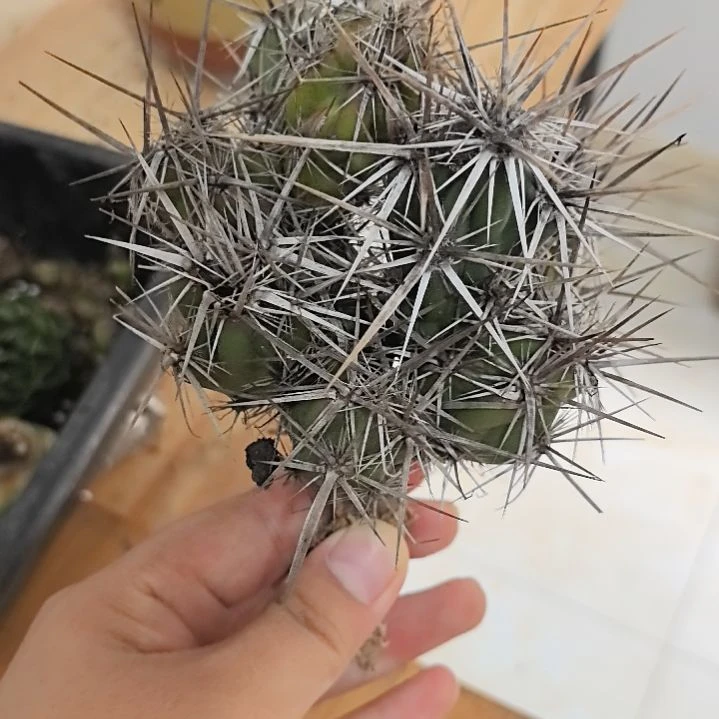 一物一拍，强刺仙人球！！