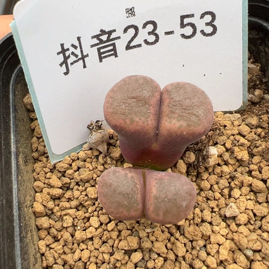 23-53肉锥多肉植物