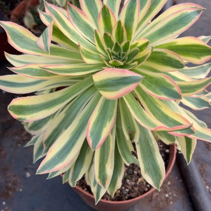 796多肉植物夕颜