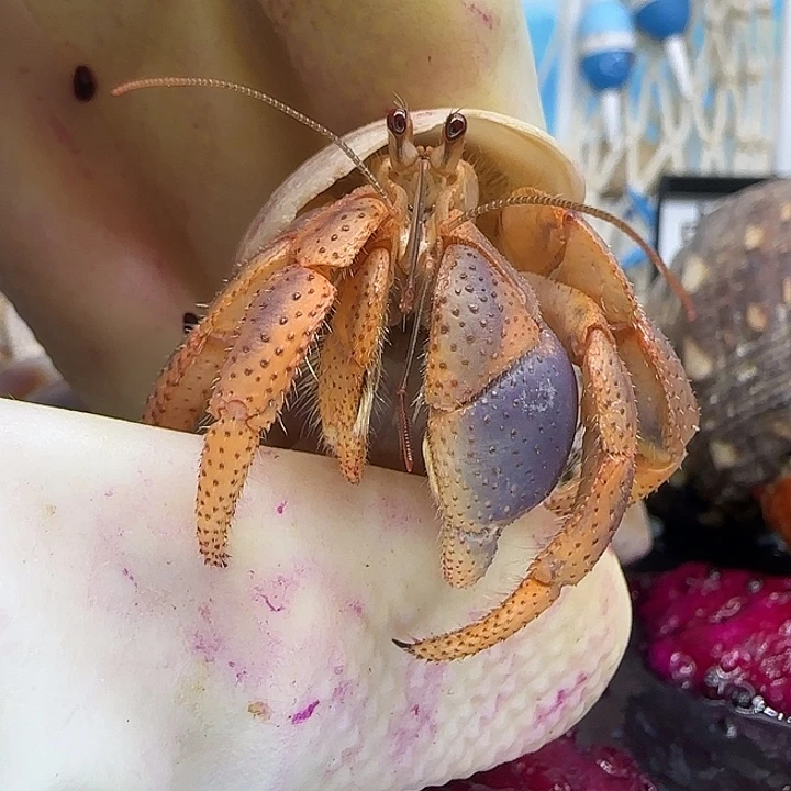 A35糖果西伯利斯1.7cm口径