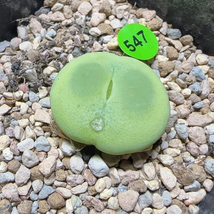拉登2.5+瑕疵多肉植物547