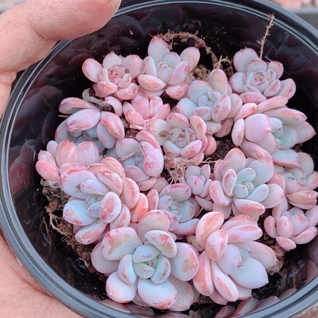 多肉植物精品切糕B396