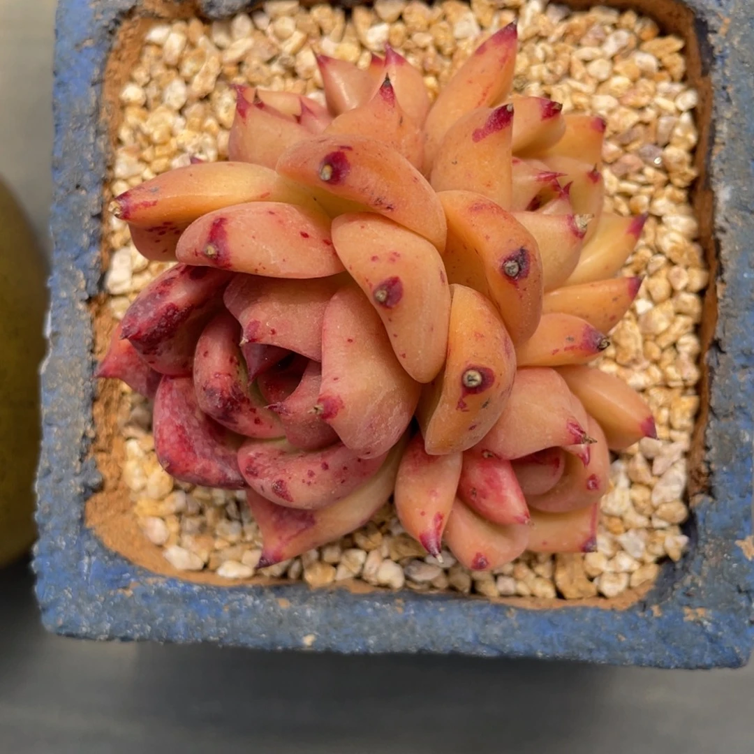 红颜蜜语群生东云