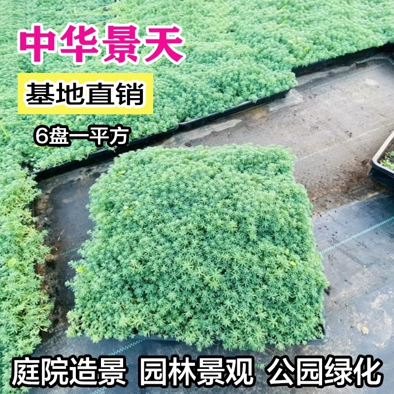 花镜植物 中华景天黄金佛甲草薄雪草金叶佛甲草托盘地被植物耐寒