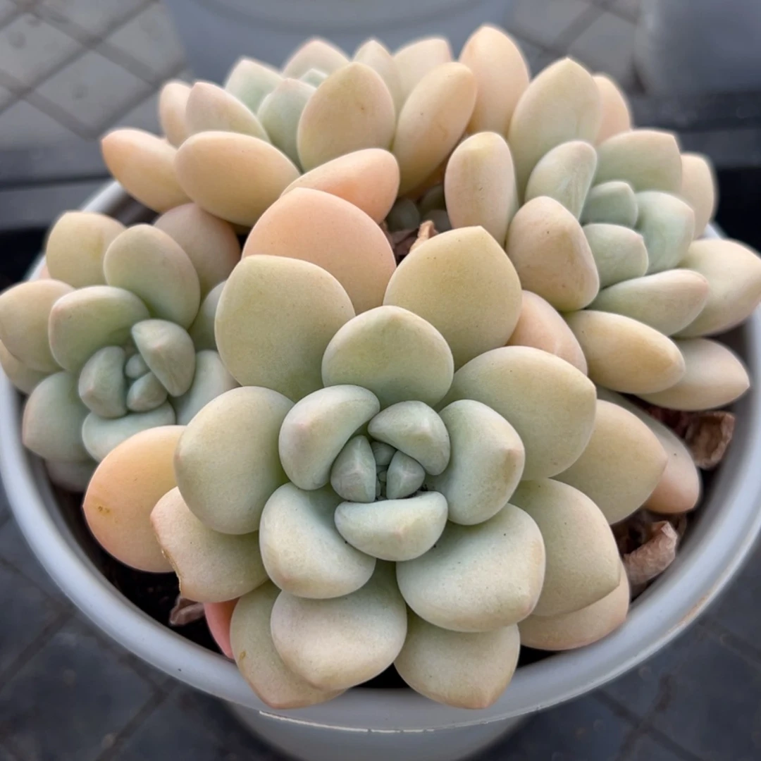 【闪购商品】汤圆多肉9.9