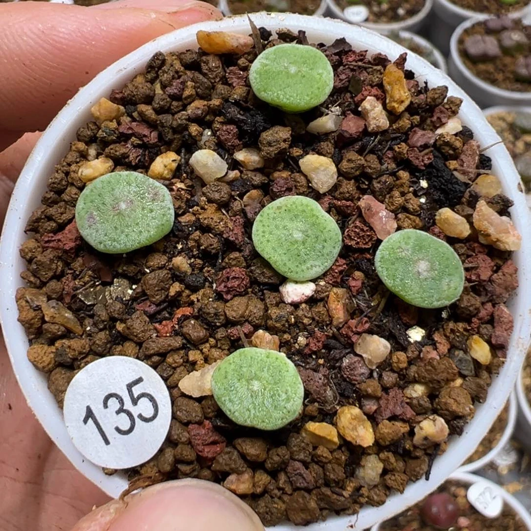 橘***3毛饼一颗脱土135