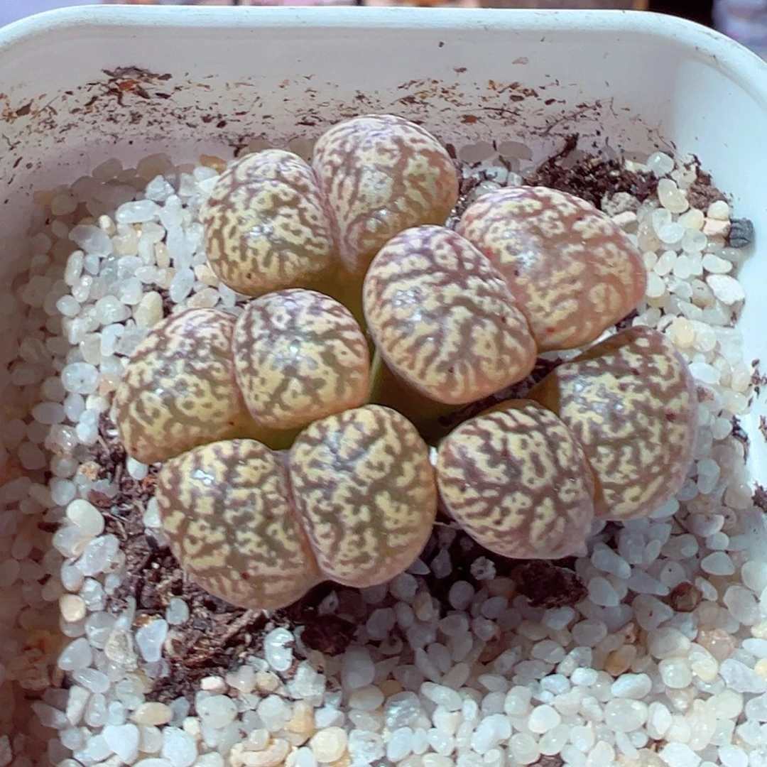莹***919-147多肉多肉的人