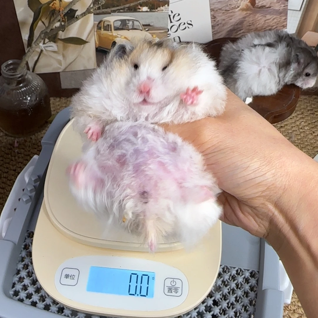 卷毛火波妹妹153g8.08