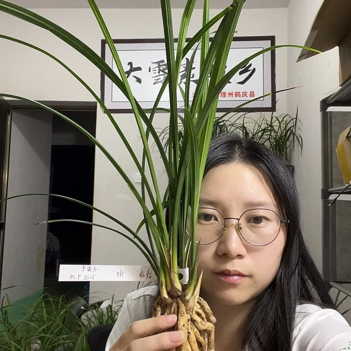 当前无花栽培后可以开花