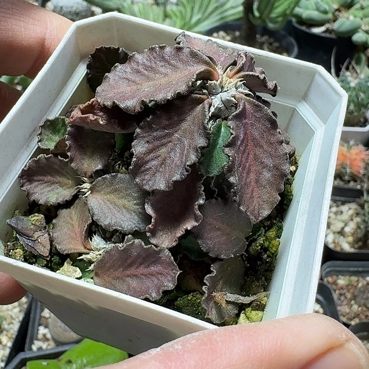 536不知名大戟脱土发货