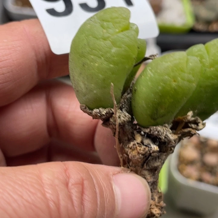 完全开放931毛翠滴