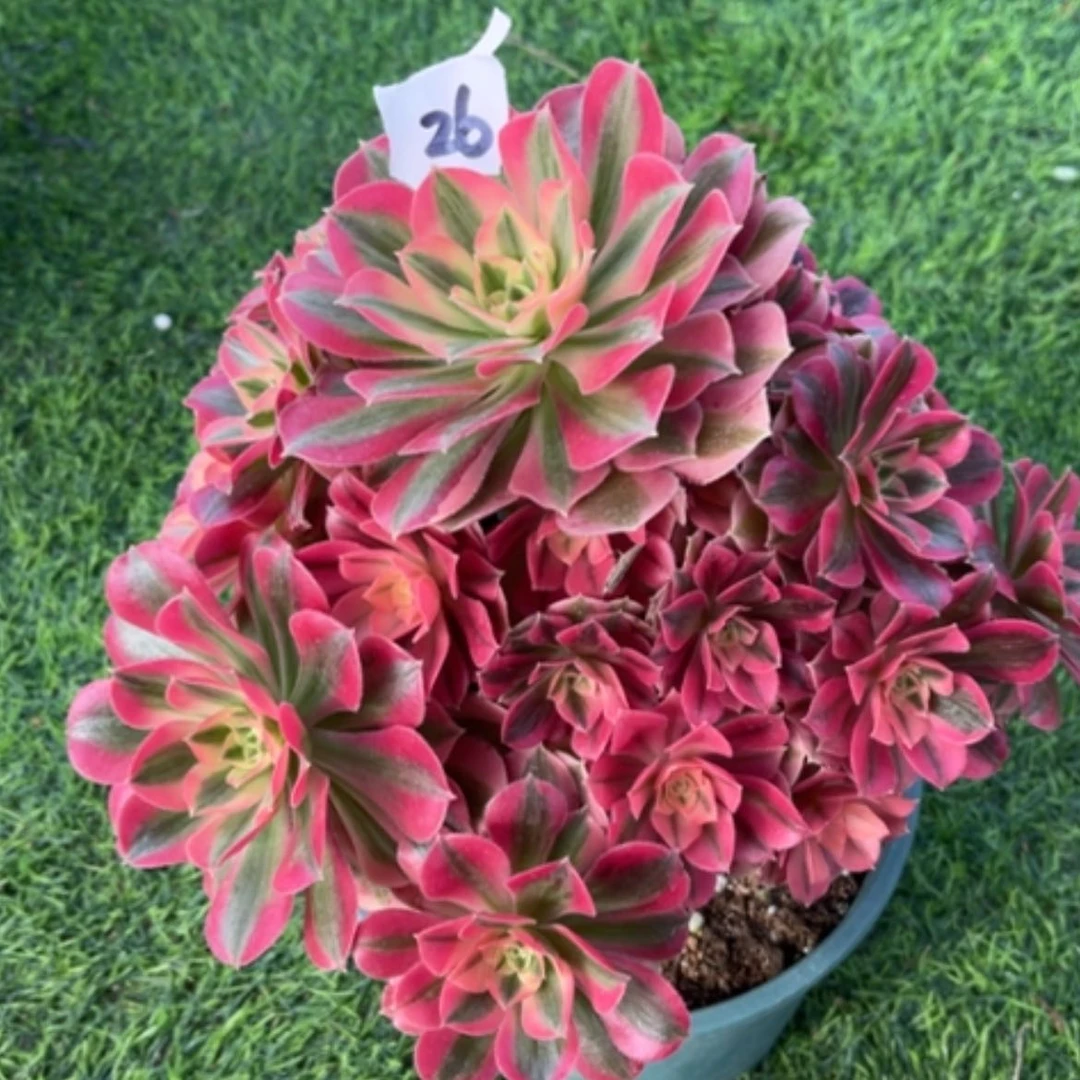 【闪购商品】26粉女巫多肉法师