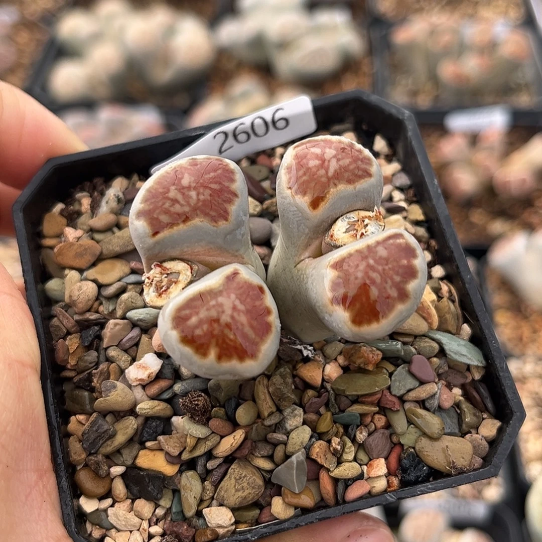 一物一拍菊母本2606