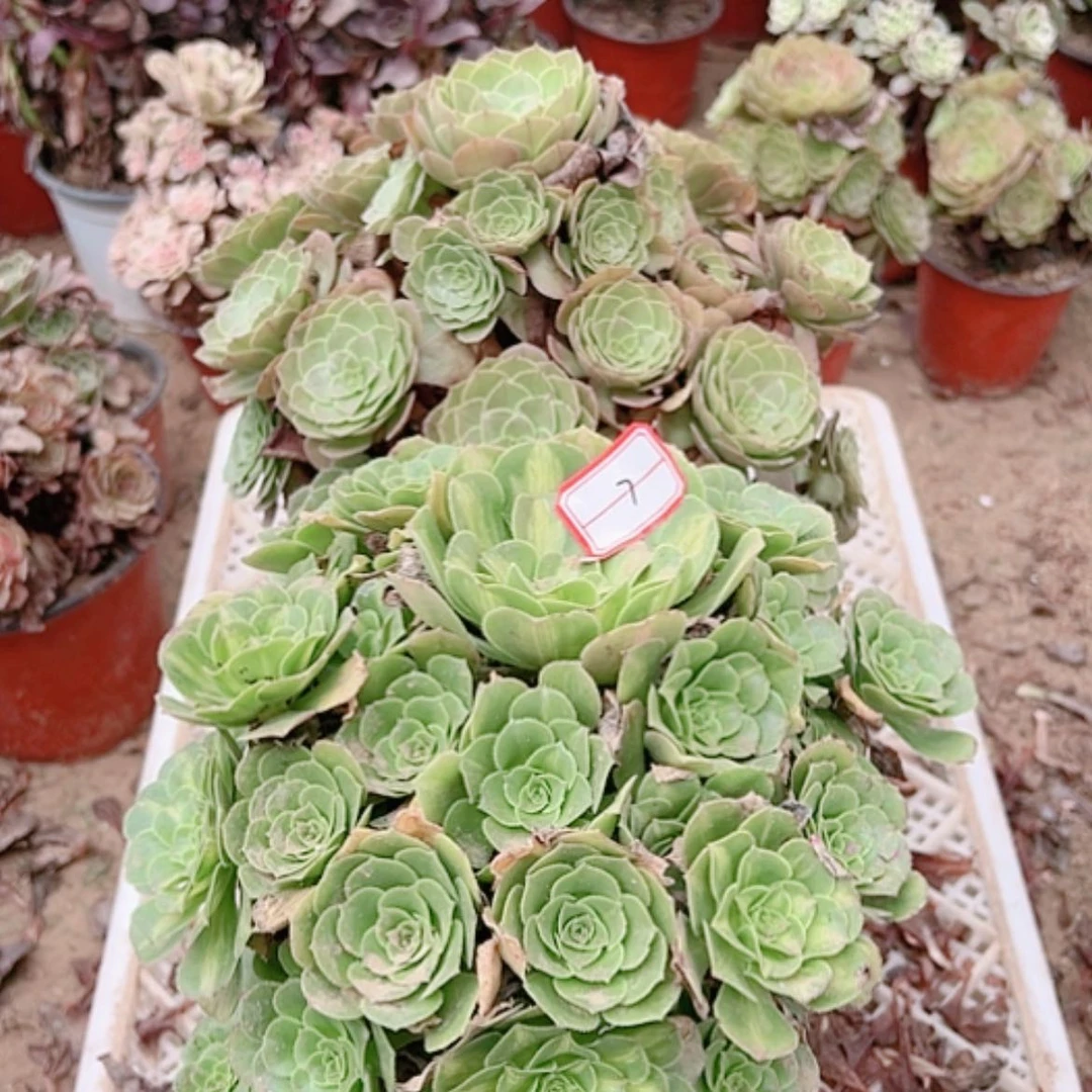 【闪购商品】无花朵7号万圣节，粉粹琉璃