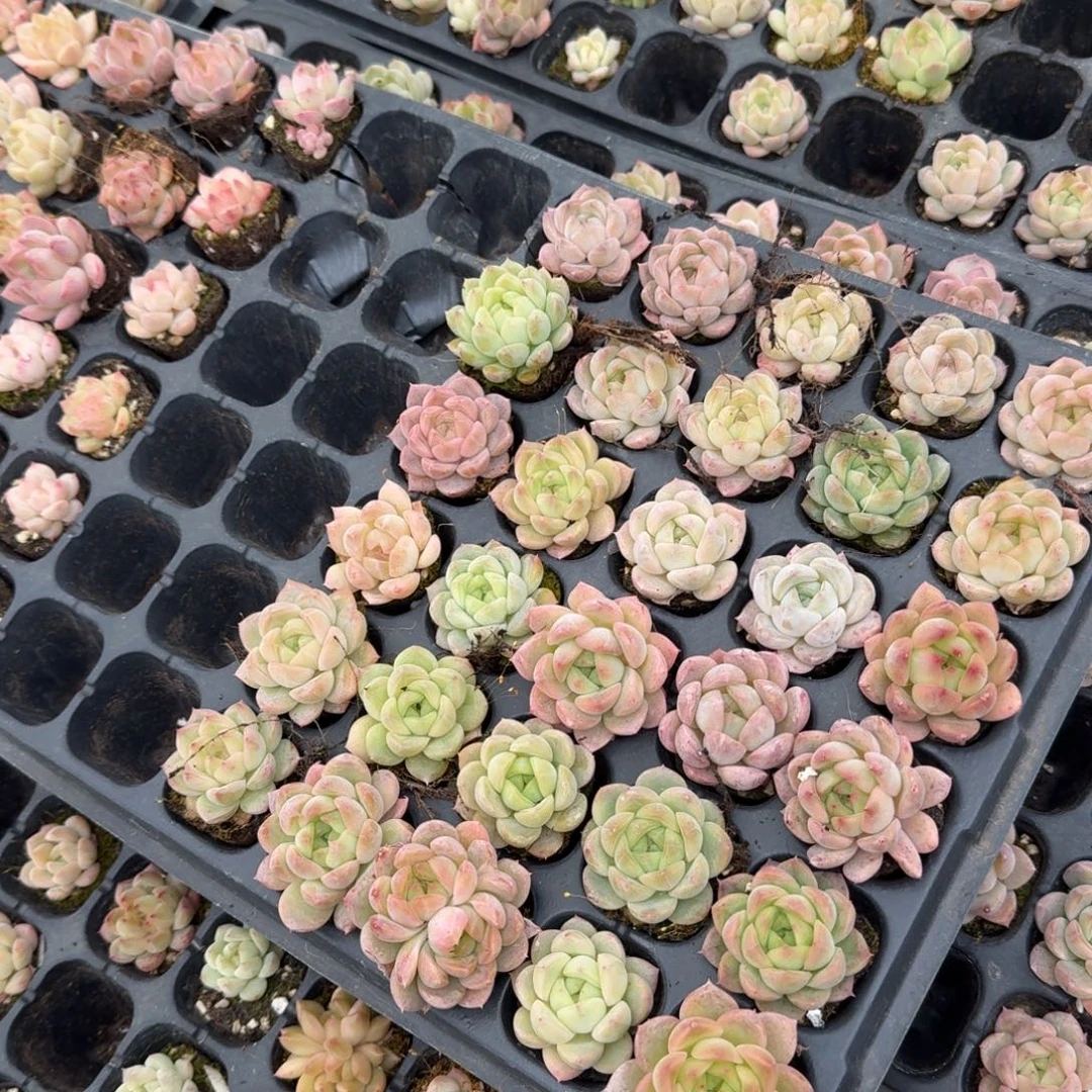 1-1微选育区珍妮满穴三十颗带穴盘发货量拍