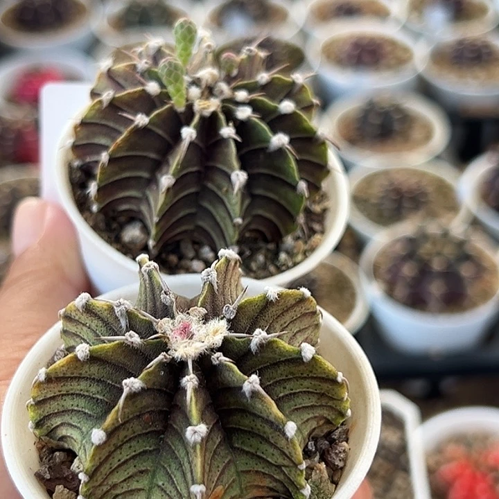 697号特价福利肋骨牡丹2个仙人球