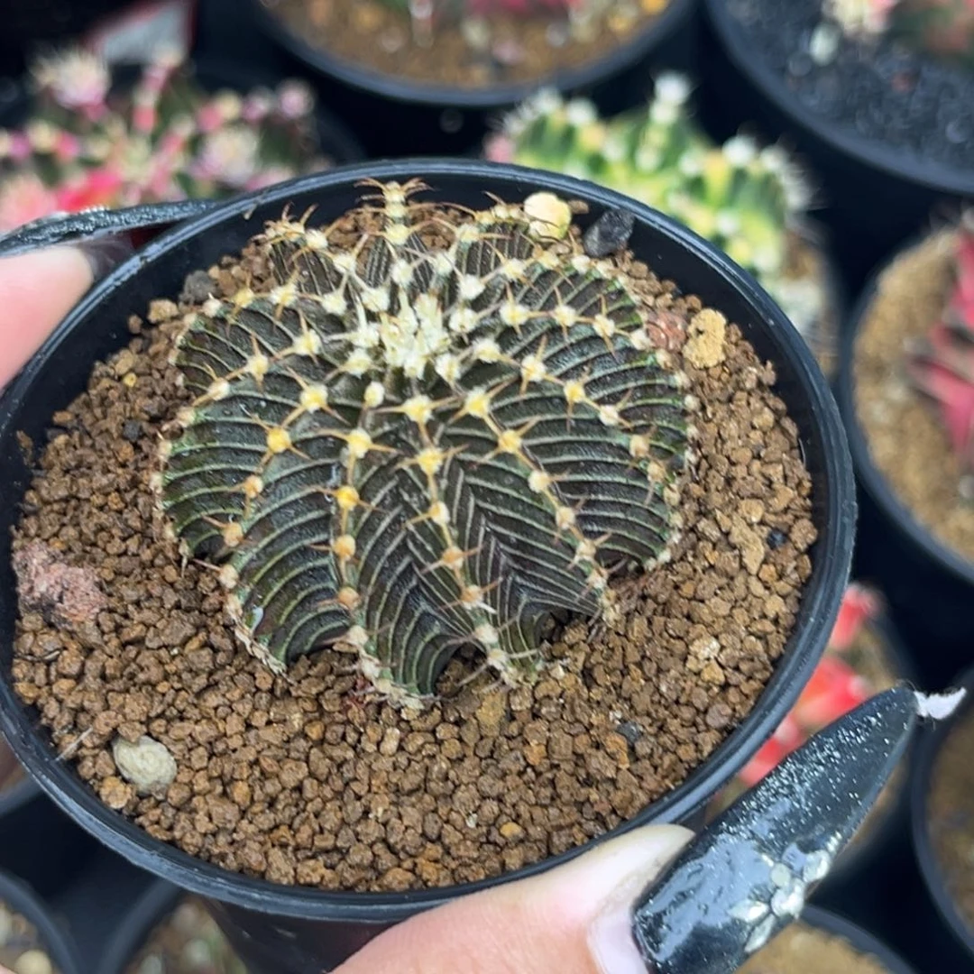 密纹黑肋骨 侧 带盆土发货