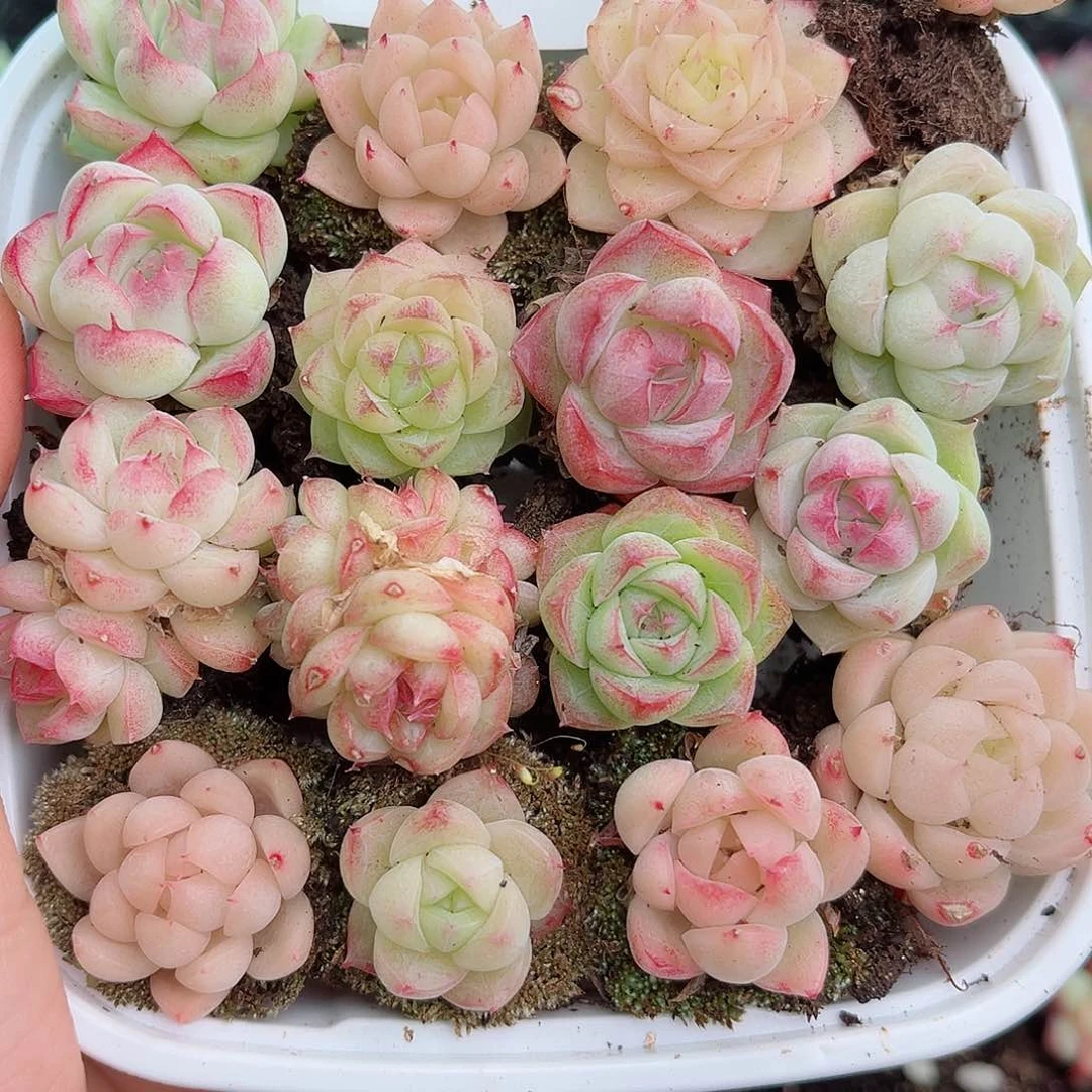 1-313 新疆西藏内蒙不发12.8包邮2-3公分多肉
