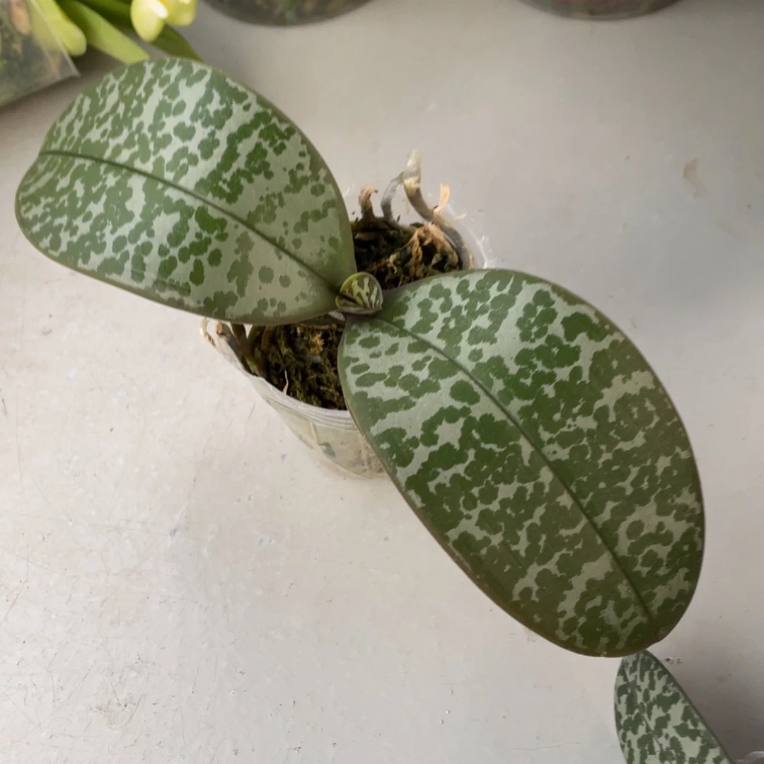 当前无花栽培后可以开花史交西2.5