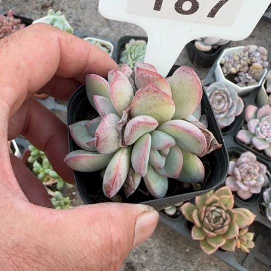 187泡芙群多肉植物多