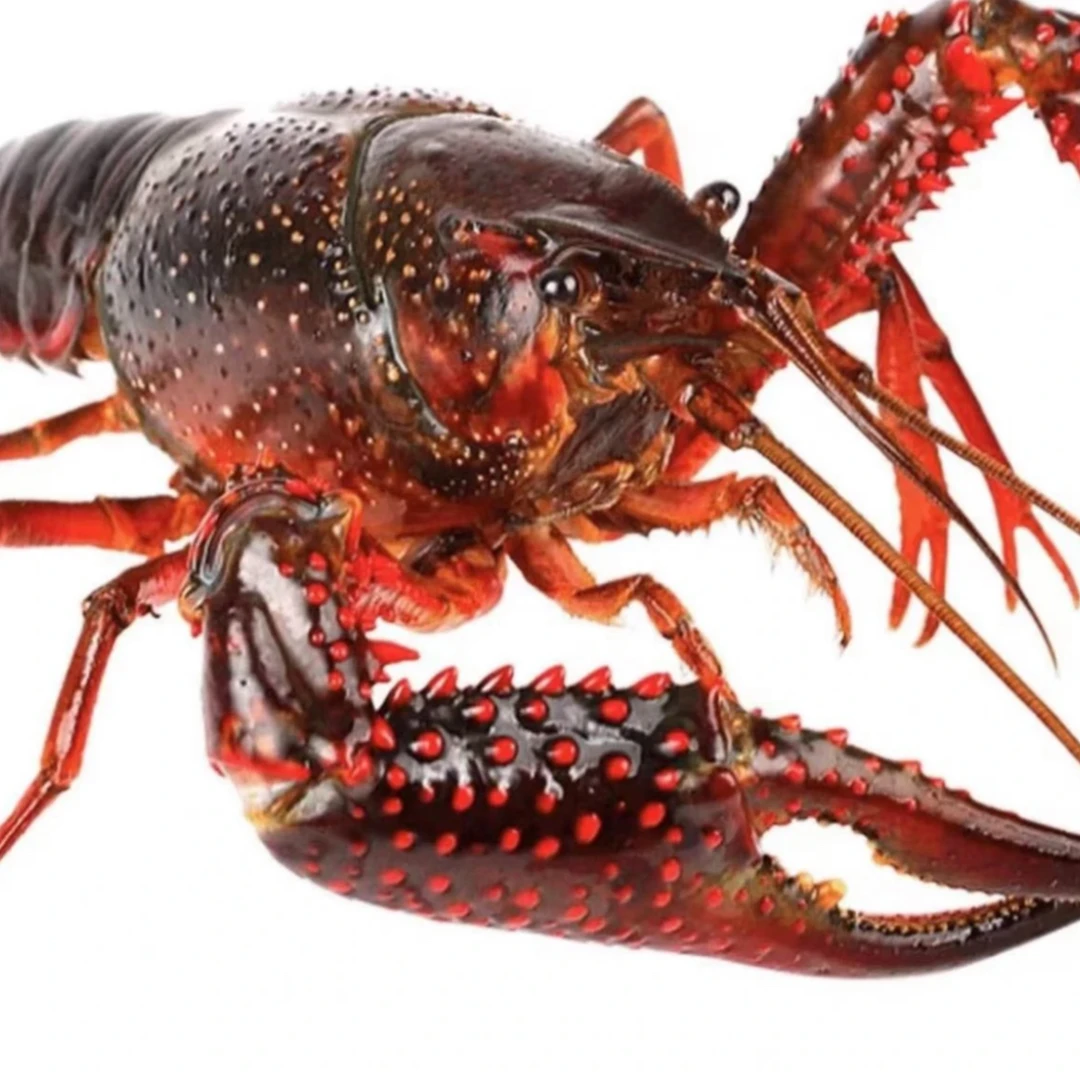 【两虾】炮头两虾鲜活清水小龙虾（9钱-1.3两）10只左右/斤 多规格可选