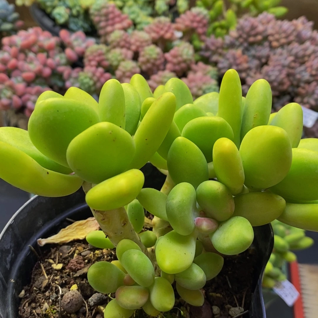 275芒果奶15cm多肉
