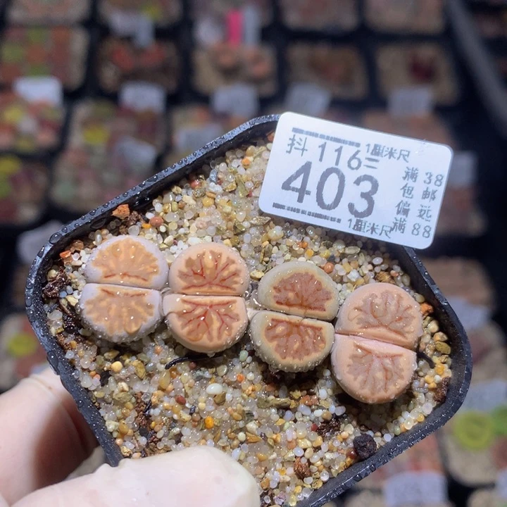 精品生石花116.403