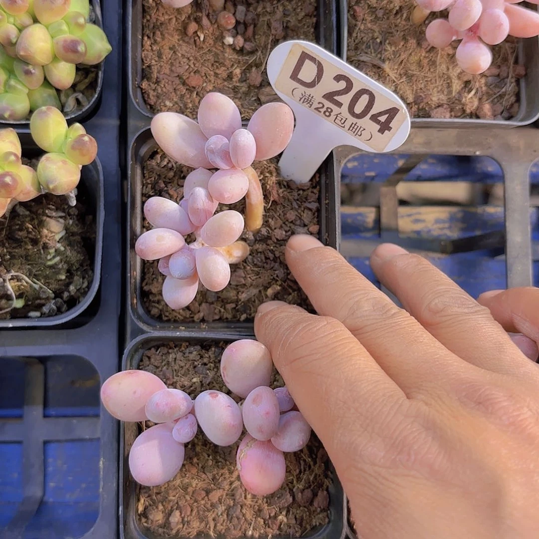 D204珍珠奶一物一拍