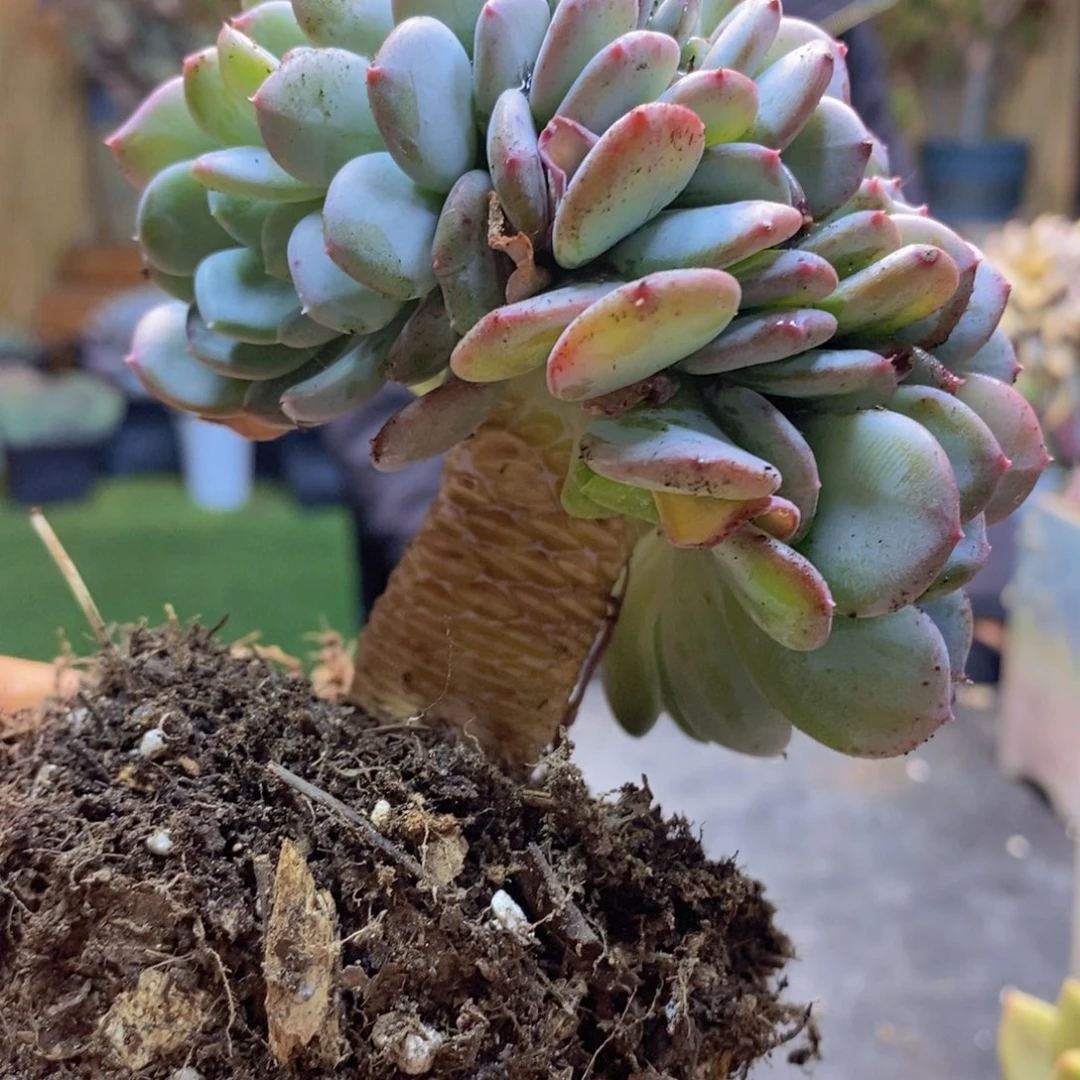 蔚H116号玛瑙缀多肉