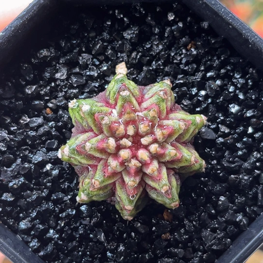 海神 米哈仙人球