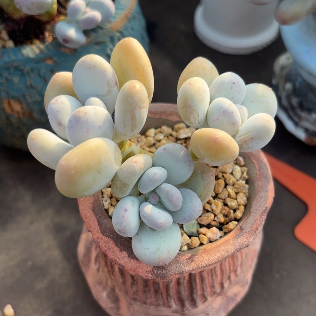 无花朵蛋黄奶特价1111