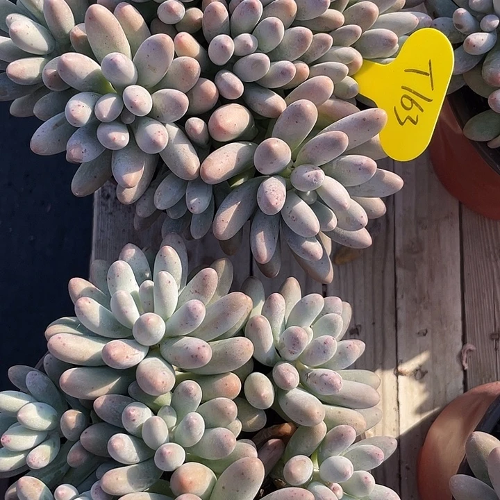 大叶汤圆多肉植物群生