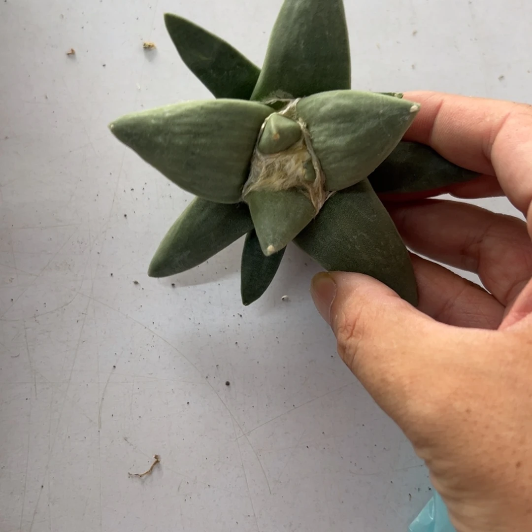 宇*萱D192号牡丹仙人球多肉植物