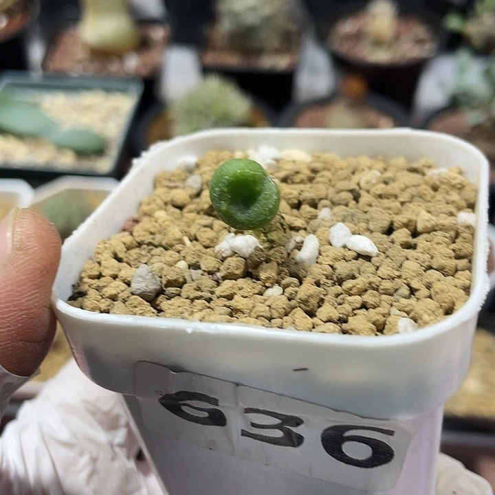 636欧宝奇峰锦块根