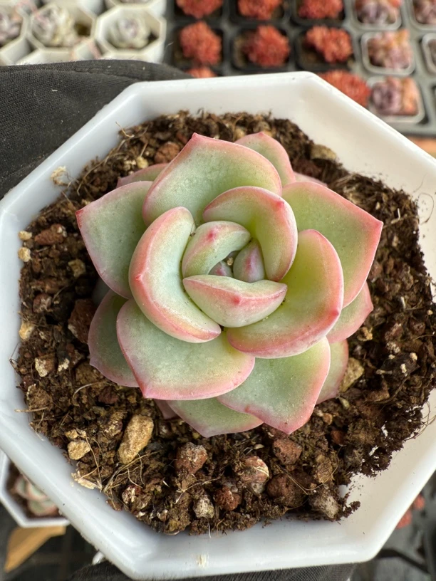 精品泡芙老桩多肉植物