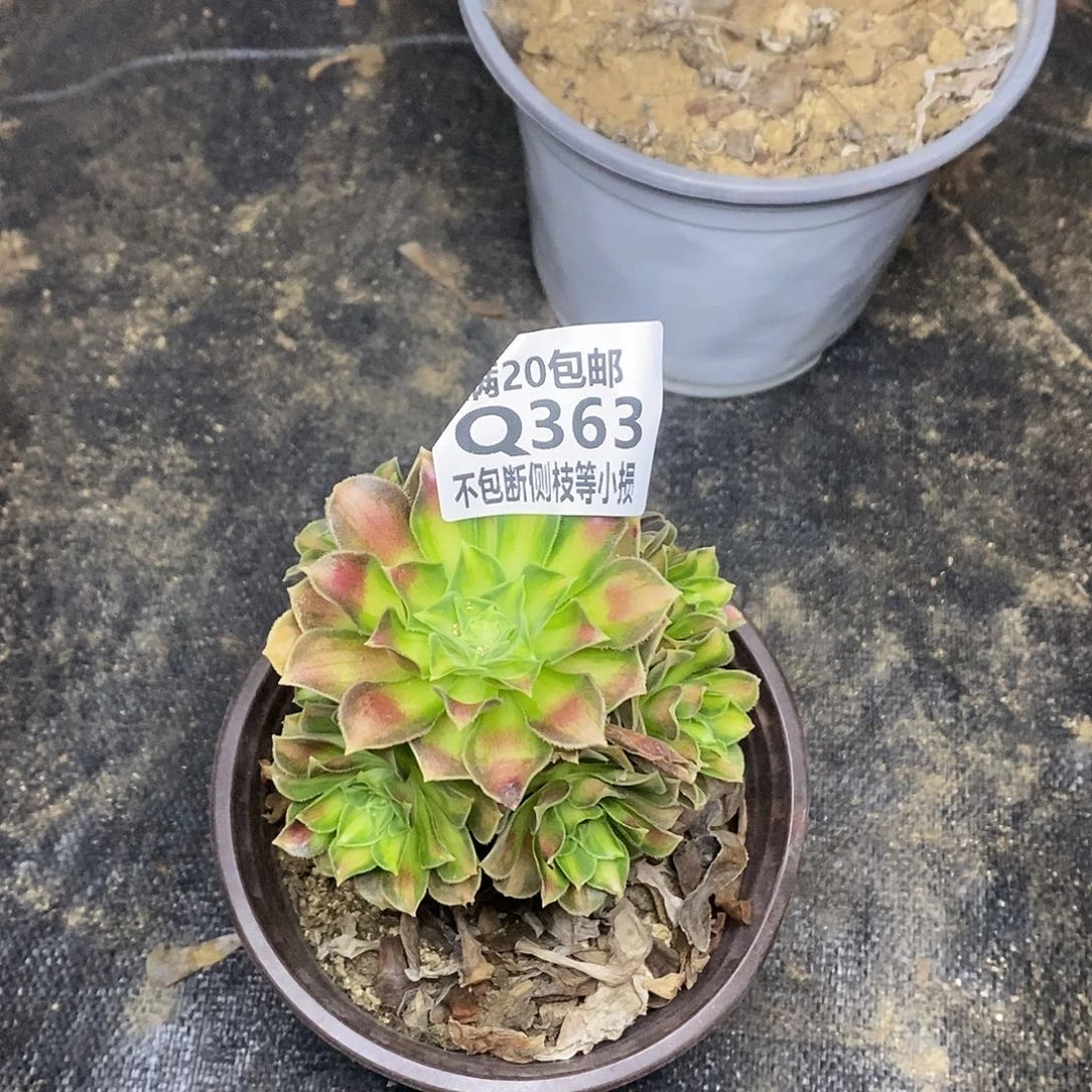 363韶华多肉法师锦