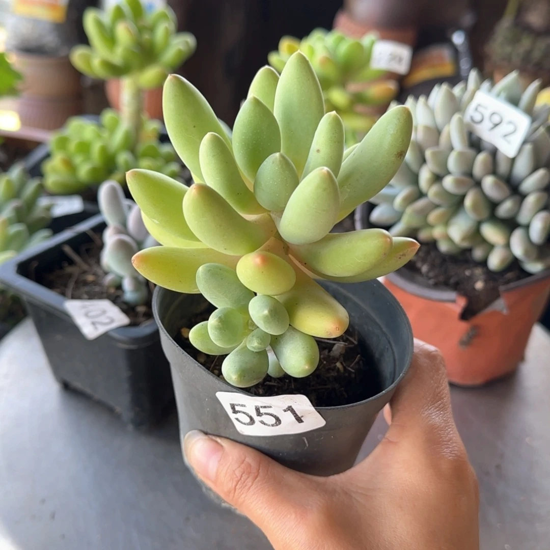 551号 一物一拍 一物一拍