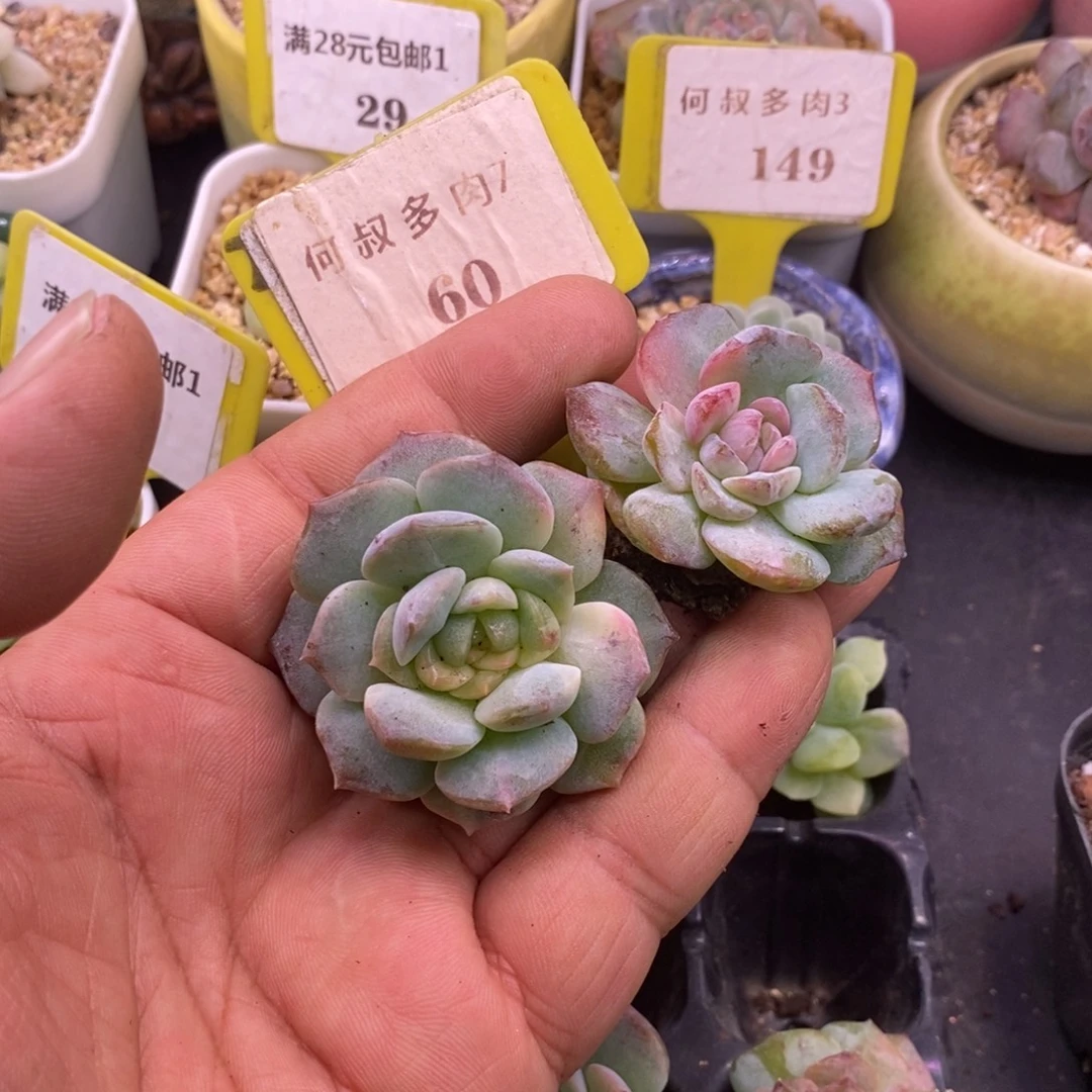 760糖心石化锦……………………