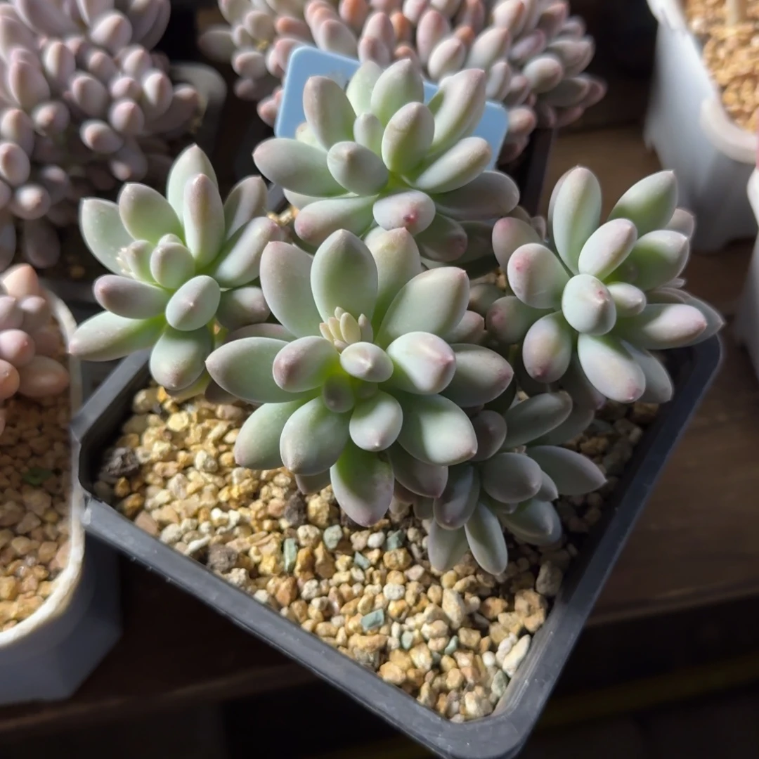 日月星辰22222222222