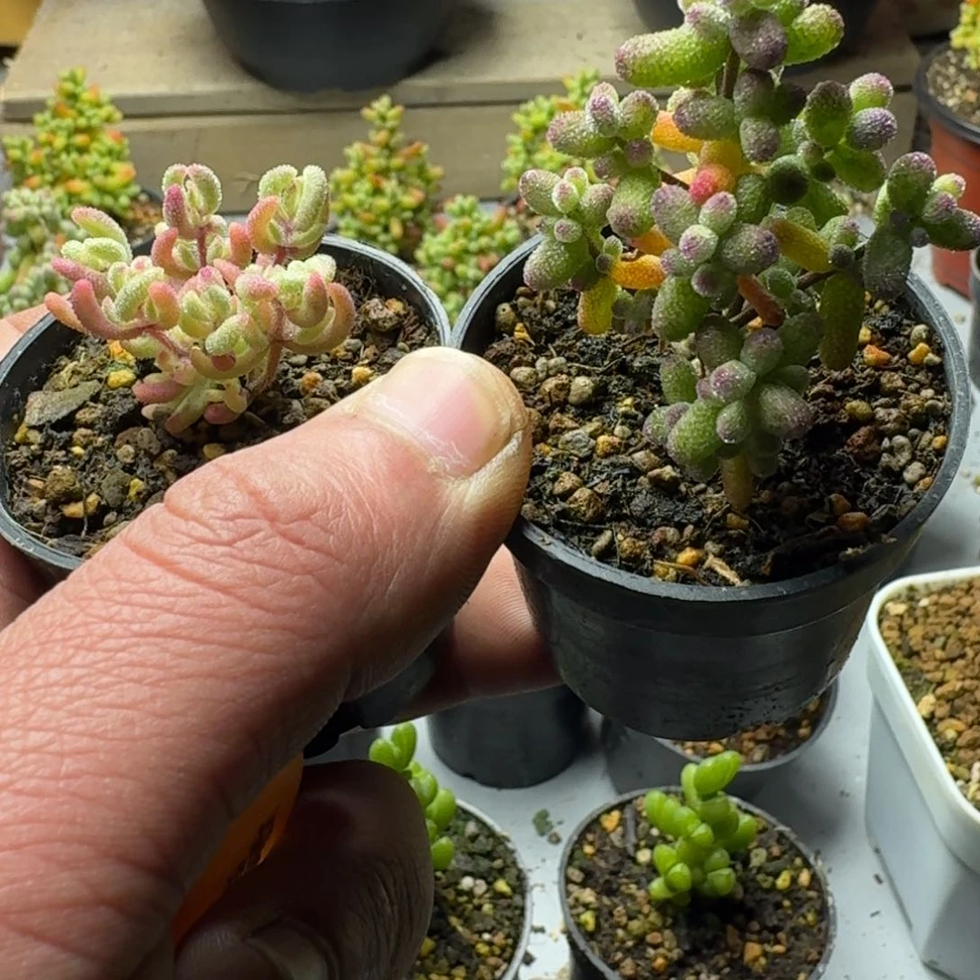 8**2多肉植物枝干番杏