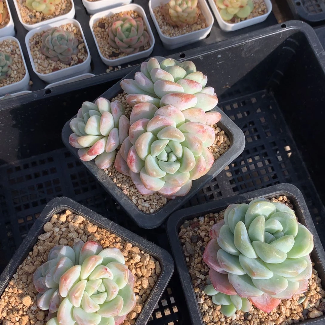 0124-18 精控冰玉三颗 不包整