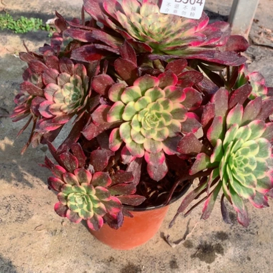 多肉植物烟花504