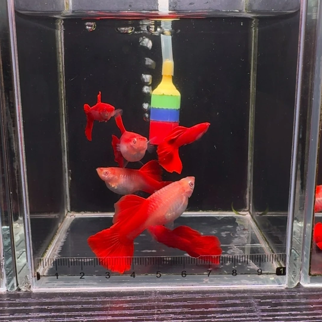 孔雀鱼美系血红种鱼3对