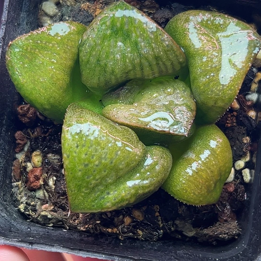 抹茶青蟹十二卷多肉植物