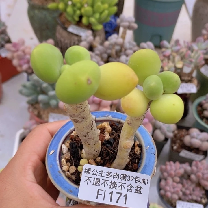 芒果奶老桩171多肉植物